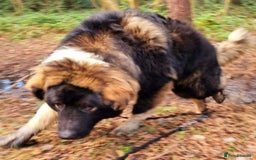Caucasian Shepherd Dog dogs for sale: Caucasian Shepherd  - Advert 3