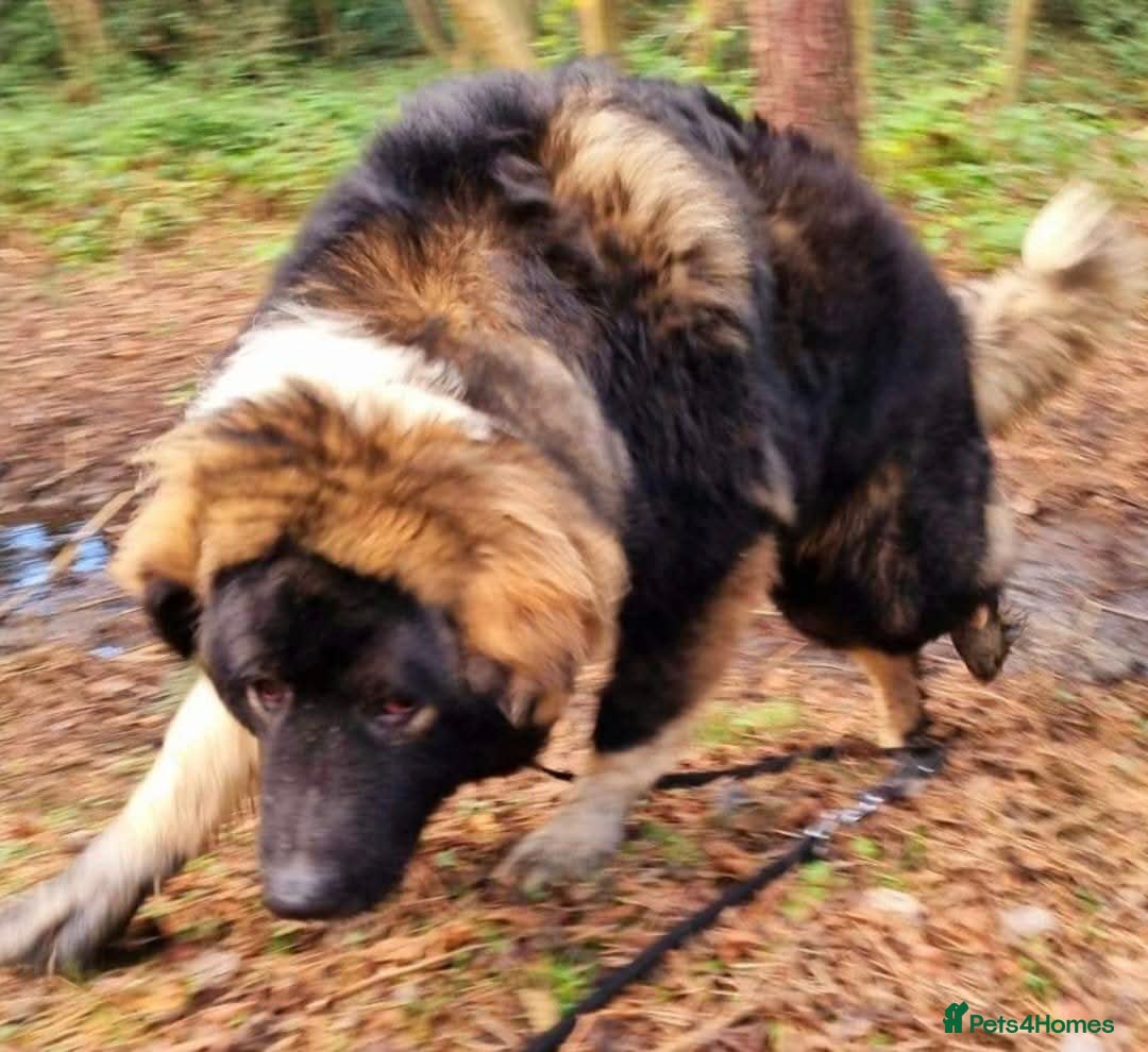 Caucasian Shepherd Dog dogs for sale: Caucasian Shepherd  - Advert 3
