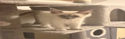 Ragamese cats for sale: Beautiful Ragamese kittens - Advert 14