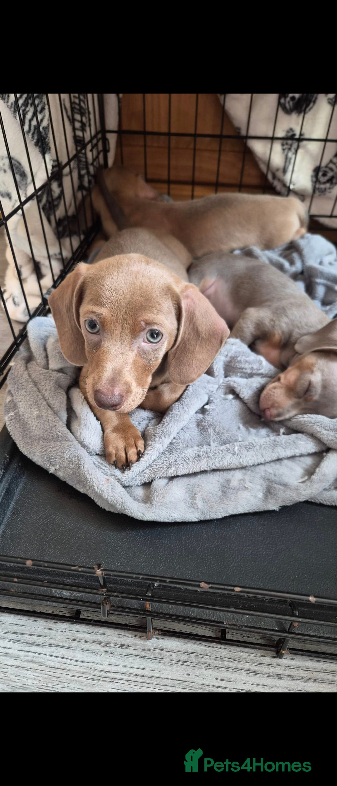 Dachshund dogs Gorgeous daschund puppies for sale! - Advert 13