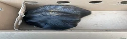Guinea Pig rodents for sale: 6 week old guinea pigs and two male adult pigs - Advert 5