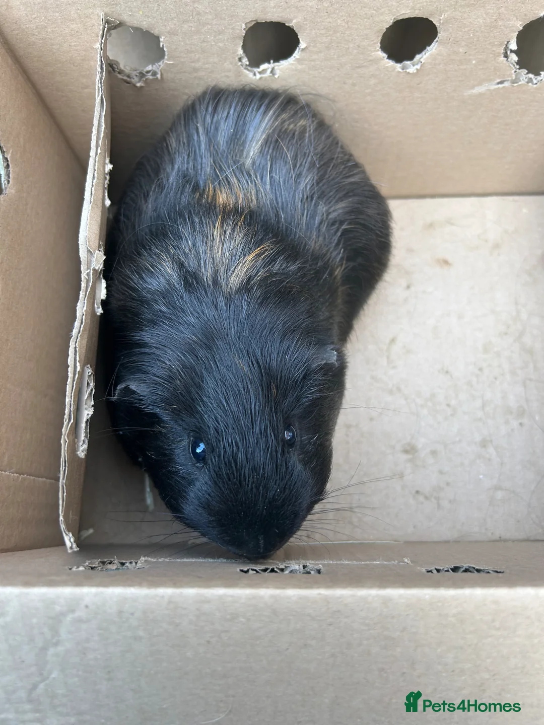 Guinea Pig rodents for sale: 6 week old guinea pigs and two male adult pigs - Advert 5