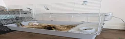 Guinea Pig rodents for sale: 2 Female Guinea Pigs, with cage and food setup - Advert 7