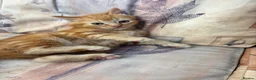 Mixed Breed cats for sale: Ginger-Tabby-Tortoiseshell kittens - Advert 10