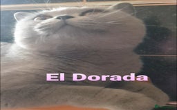 British Shorthair cats for sale: Closing of BSH cattery, 50% discount  - Image 6