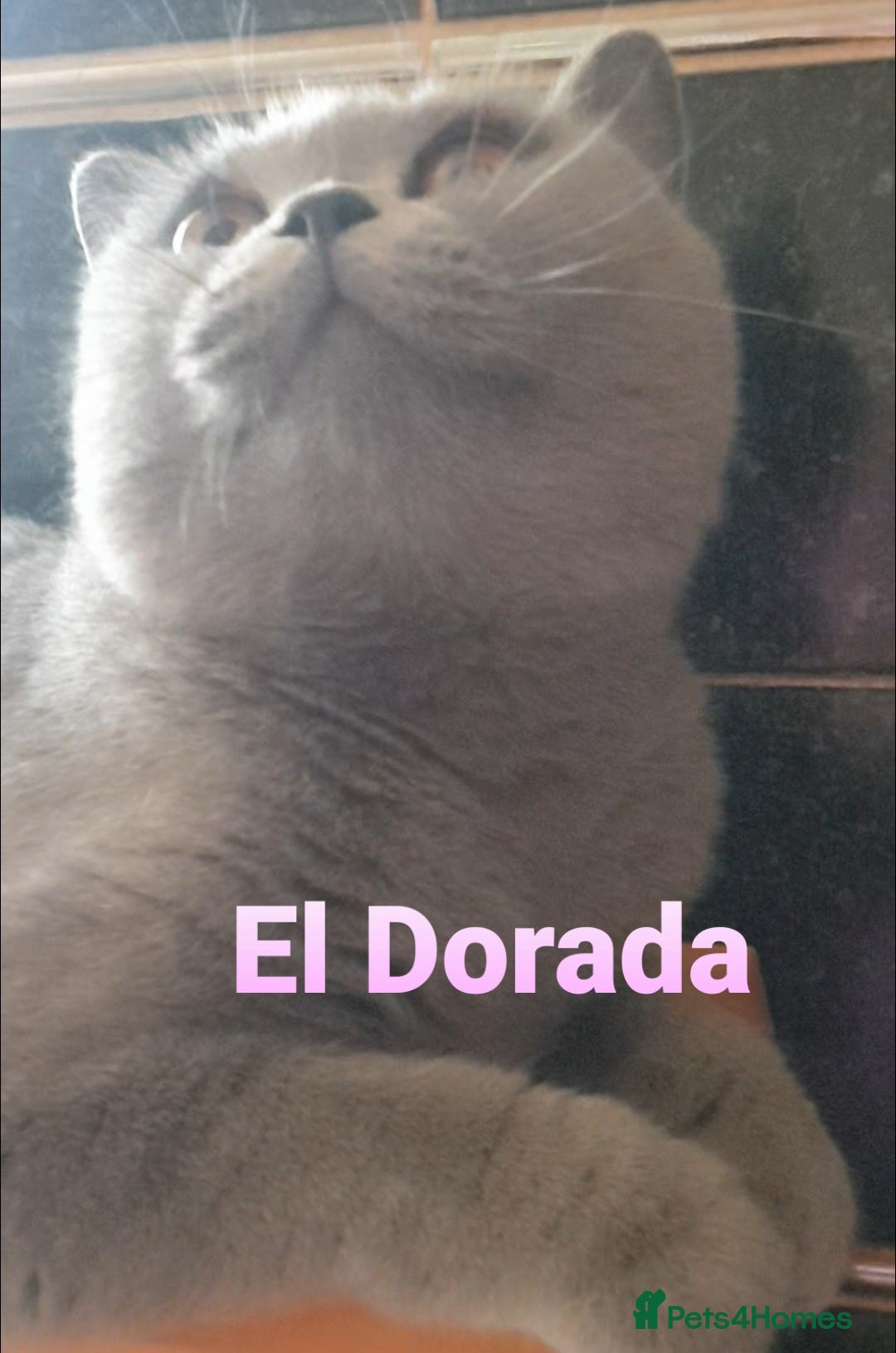 British Shorthair cats for sale: Closing of BSH cattery, 50% discount  - Image 6