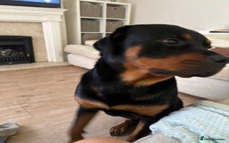 Rottweiler dogs for sale: Beautiful rottweiler - Image 3