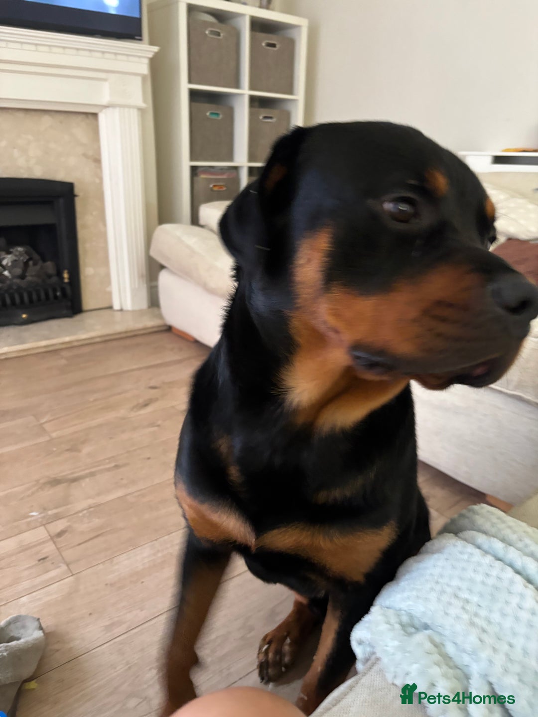 Rottweiler dogs for sale: Beautiful rottweiler - Image 3