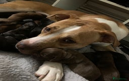Mixed Breed dogs for sale: ADORABLE puppies  - Image 1