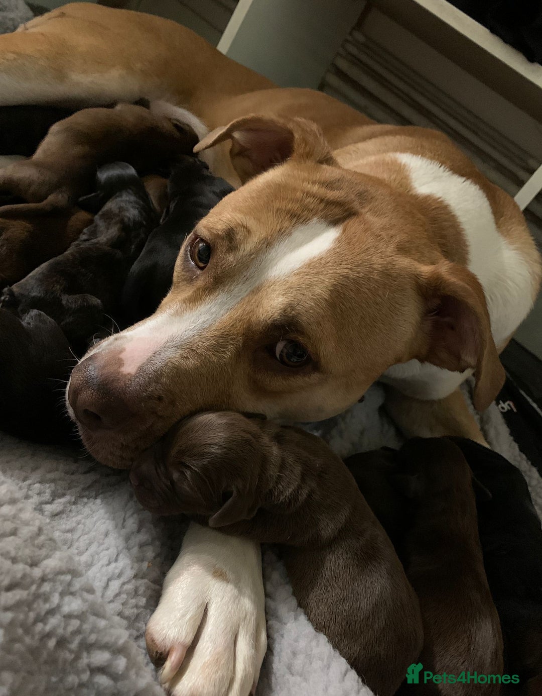 Mixed Breed dogs for sale: ADORABLE puppies  - Image 1