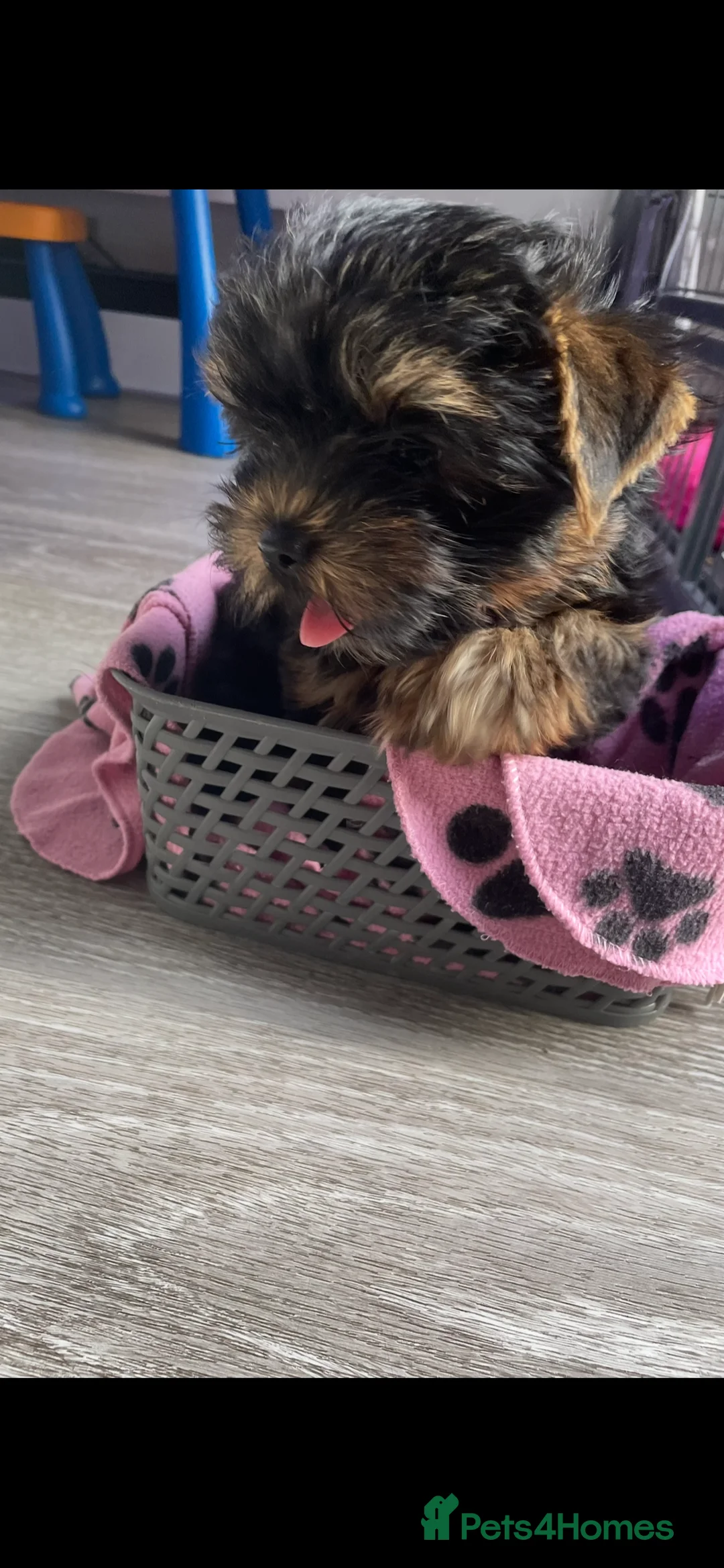 Yorkshire Terrier dogs for sale: only one girl left pure breed yorkshire terrier  - Advert 2