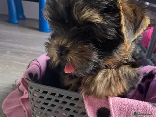 Yorkshire Terrier dogs only one girl left pure breed yorkshire terrier - Advert 1