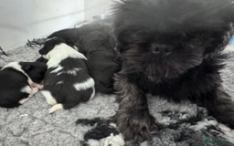 Shih Tzu dogs for sale: Shihtzu pups 5*breeder  - Image 4