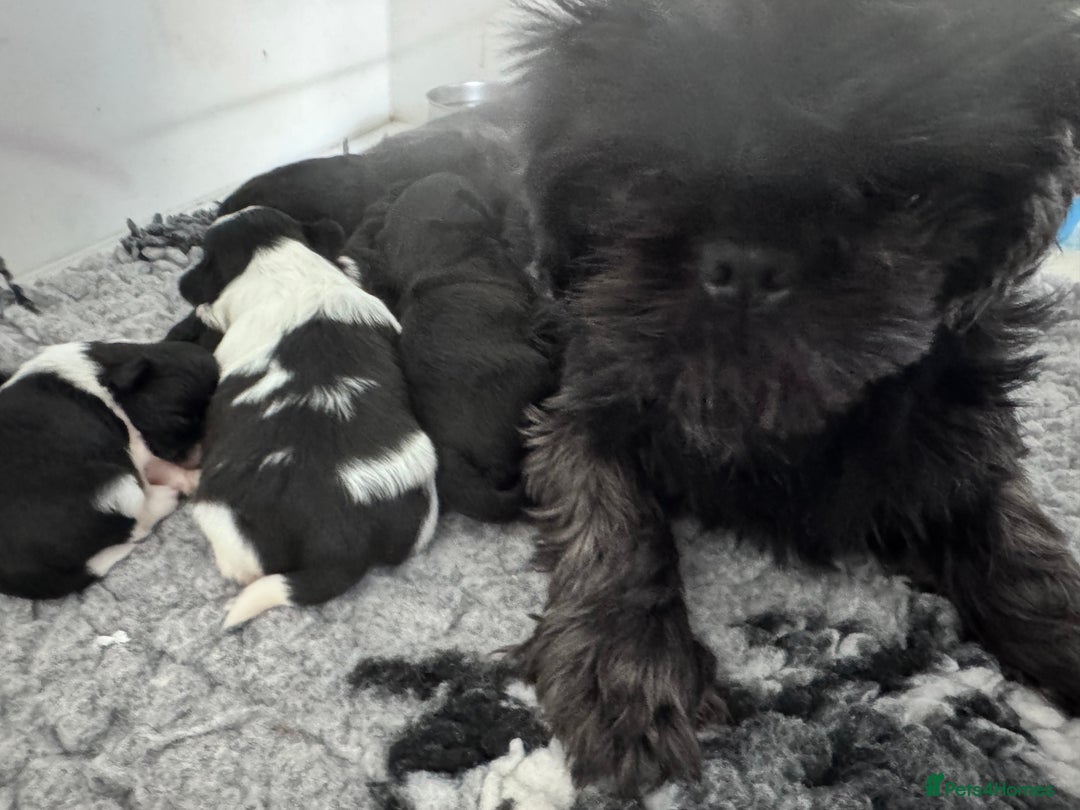 Shih Tzu dogs for sale: Shihtzu pups 5*breeder  - Image 4