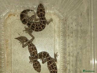 Gecko reptiles VIPER GECKO - Advert 19