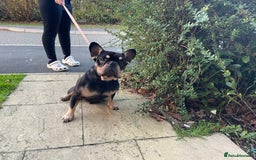 French Bulldog dogs for sale: Winston 4 Doris 3  - Image 1