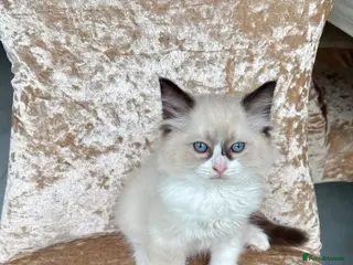 Ragdoll cats Beautiful ragdoll kittens - Advert 6