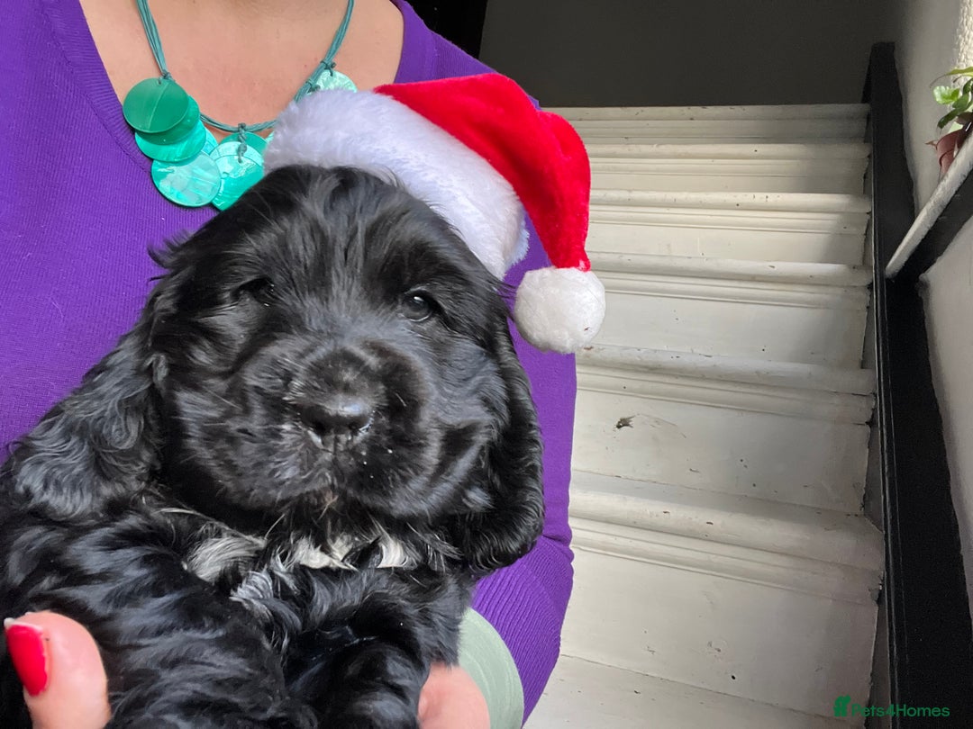 Cocker Spaniel dogs for sale: Super healthy KC Show Type from small litter - Advert 6