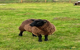 Sheep livestock for sale: Salt & Pepper Shetland Ewe lambs  - Image 1
