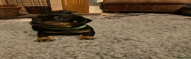 Dachshund 1 green collar 