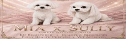 Maltese dogs for sale: KC Reg. Korean Maltese Pups Champion Bloodlines  in Macclesfield - Advert 5