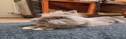 Lionhead rabbits for sale: Beautiful Lion head Rabbit & Full Setup - Advert 3