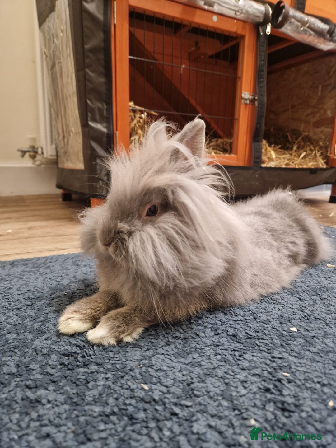 Lionhead rabbits for sale: Beautiful Lion head Rabbit & Full Setup - Advert 3