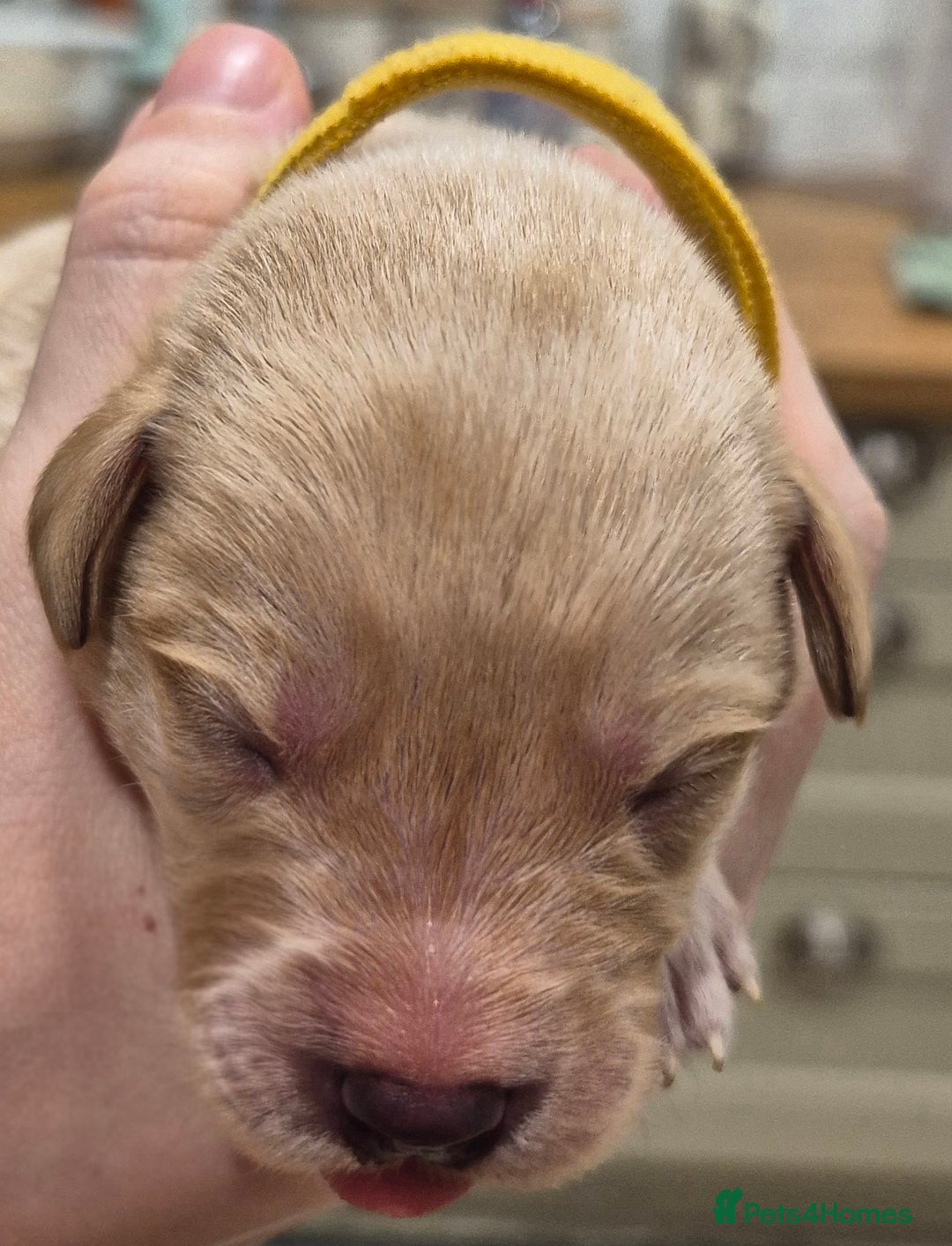 Labrador Retriever dogs for sale: KC Reg Working Fox Red & Yellow Lab Puppies - Advert 6