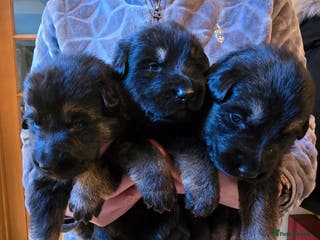 German Shepherd dogs Outstanding German Shepherd Puppies - Advert 6