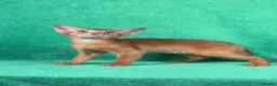 Abyssinian cats for sale: Beautiful GCCF Registered Abyssinian Kittens 💙❤️ - Advert 5