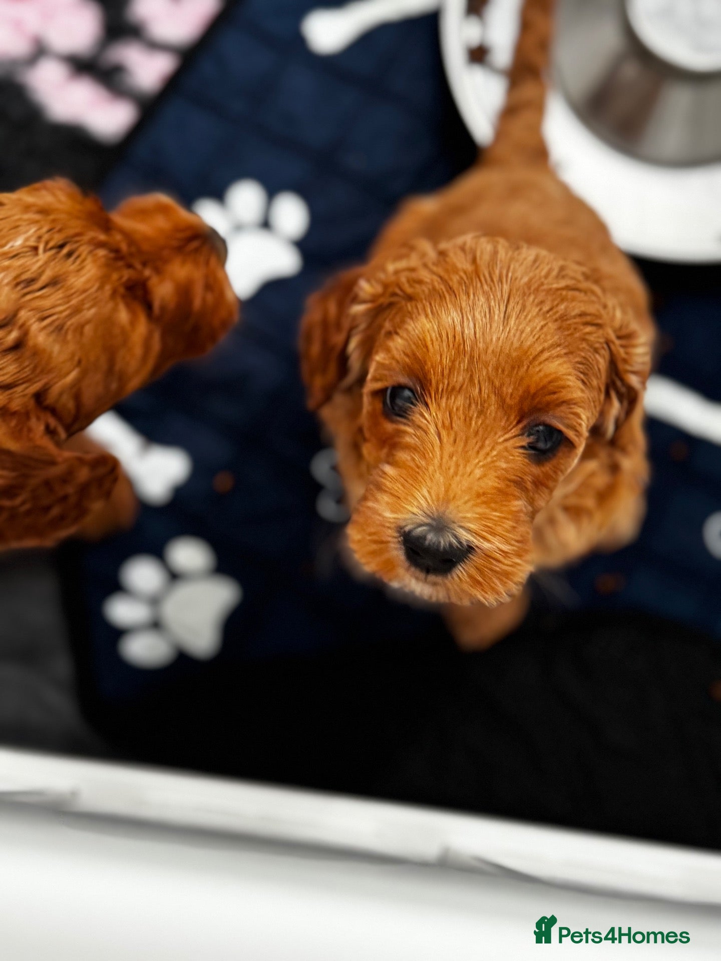Mixed Breed dogs Teddy Bear Double Doodle Puppies – Boy & Girl - Advert 2
