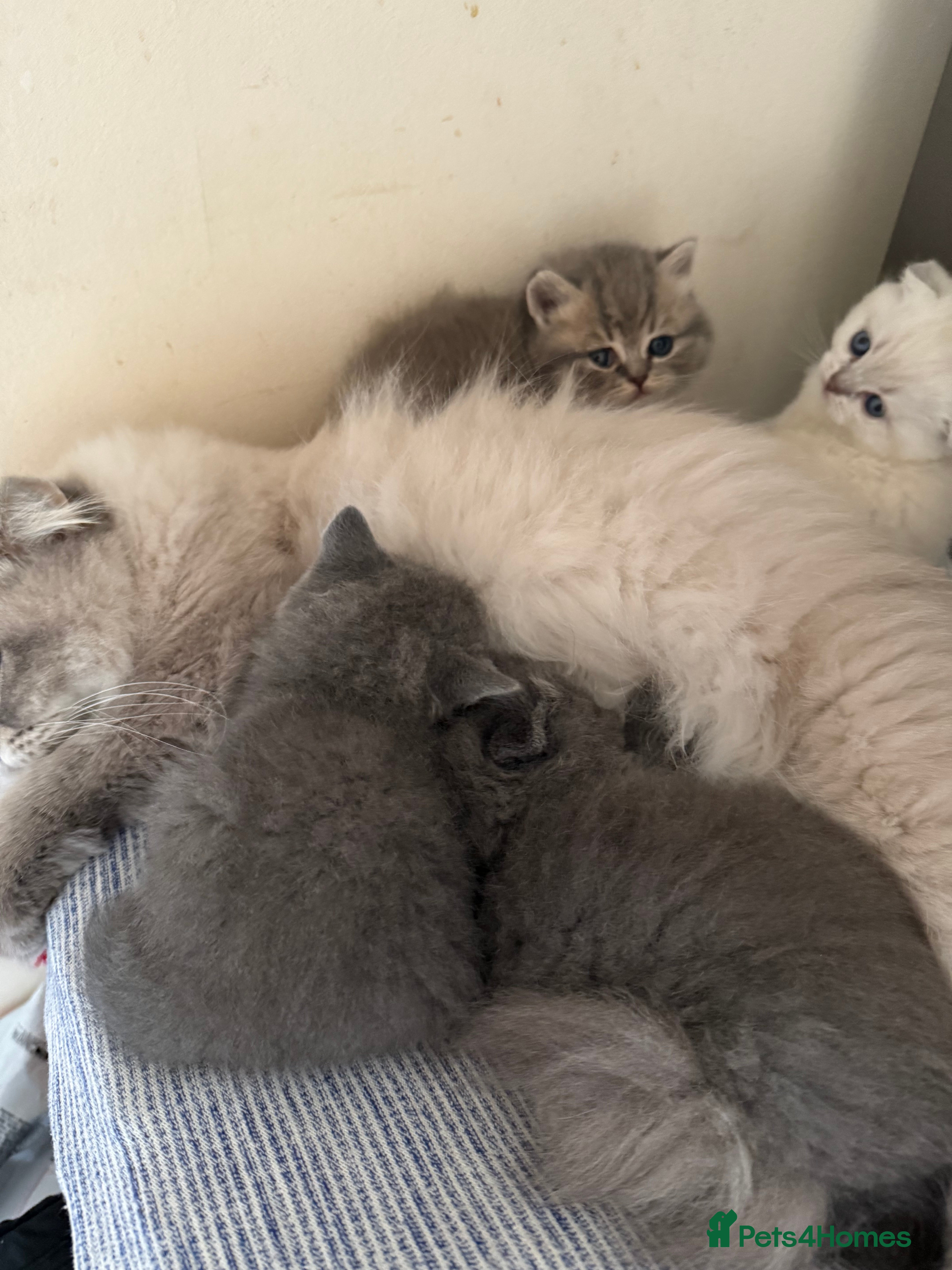 Scottish Fold cats Scottish fold&straight kittens ready for reservati - Advert 2