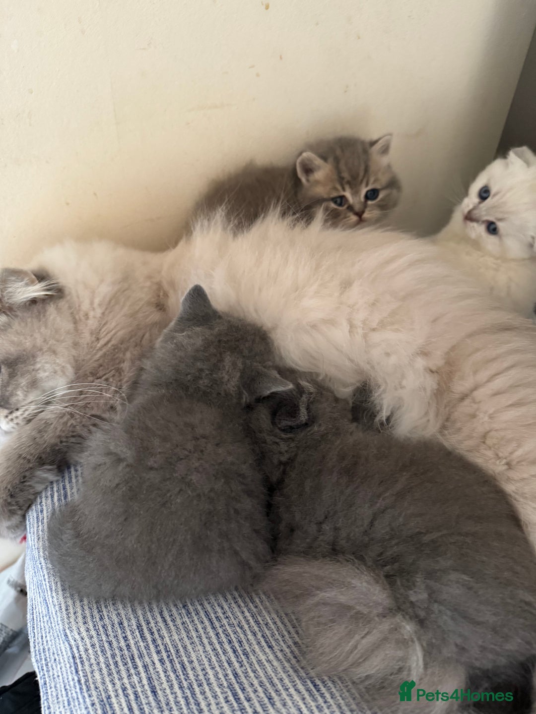 Scottish Fold cats for sale: Scottish fold&straight kittens ready for reservati - Advert 6