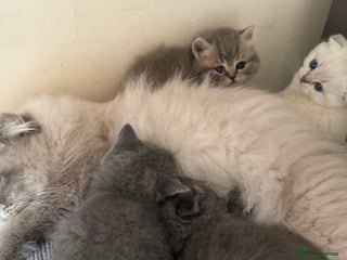 Scottish Fold cats Scottish fold&straight kittens ready for reservati - Advert 1
