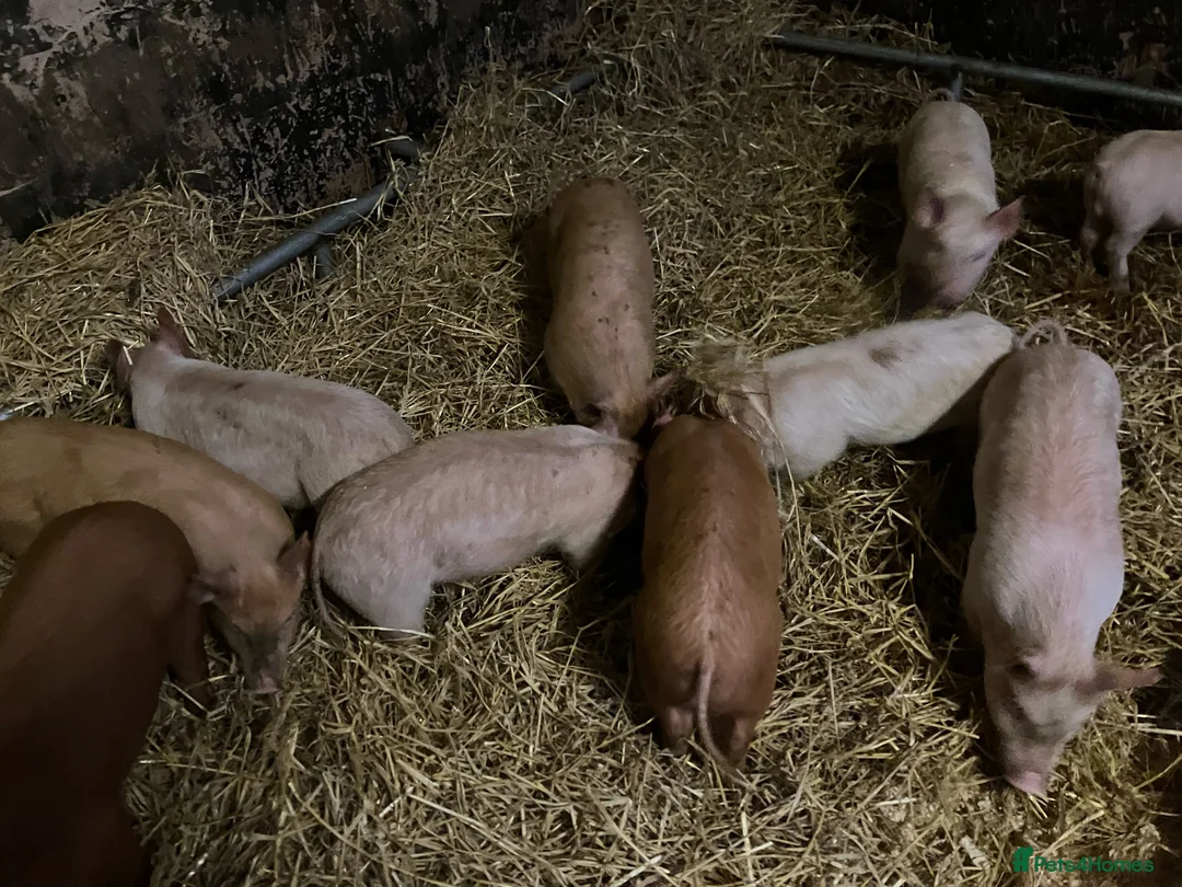 Pig livestock for sale: Pigs large white x Tamworth Weaner pigs  in Stafford - Advert 2