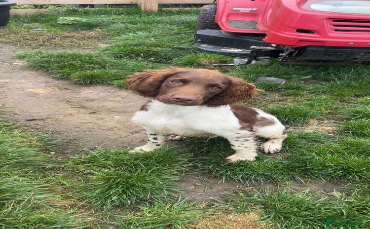 English Springer Spaniel dogs - Advert 4