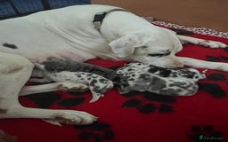 Great Dane dogs for sale: Purebred Great Dane Puppies – European Bloodline  - Image 22