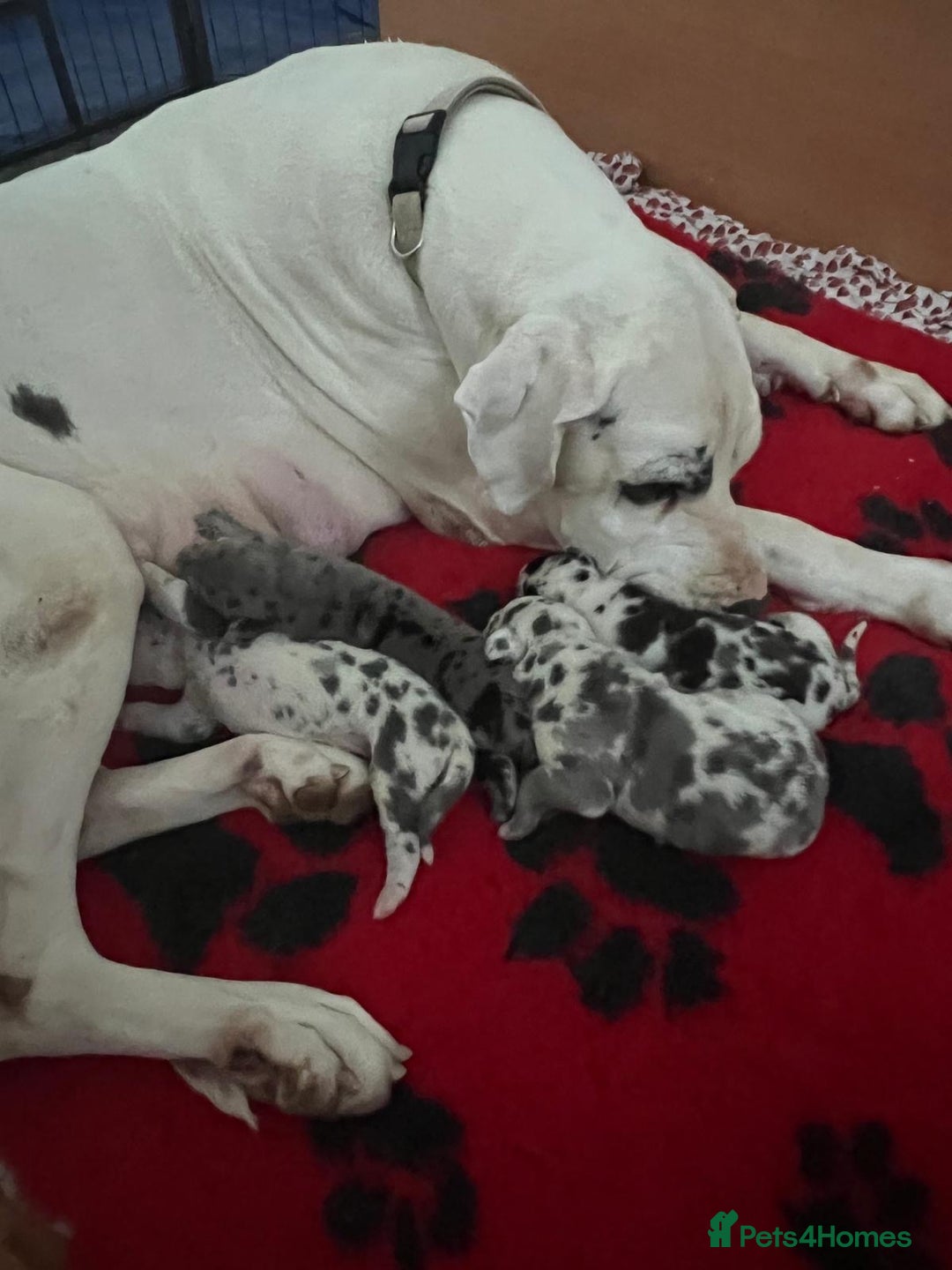 Great Dane dogs for sale: Purebred Great Dane Puppies – European Bloodline  - Image 22