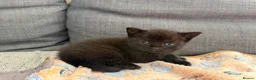 British Shorthair cats for sale: Pedigree British Shorthair Kittens – Ready May - Advert 13
