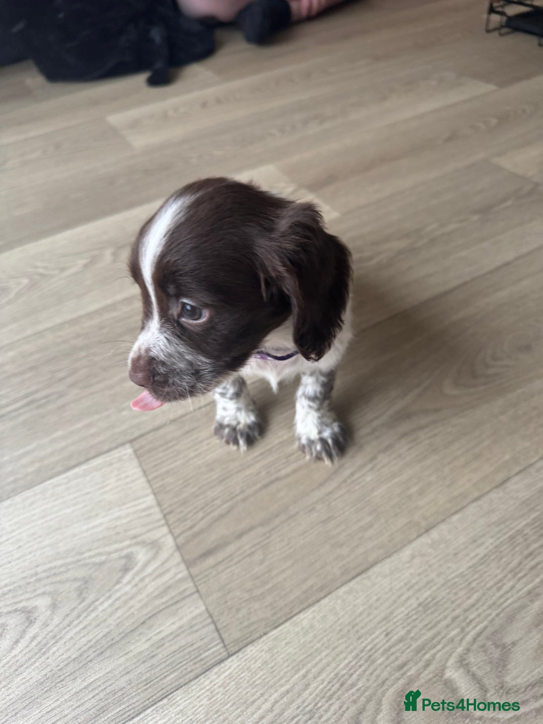 Sprocker dogs for sale: Sprocker spaniel puppy’s  - Image 17
