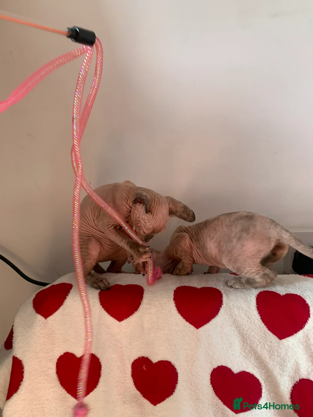 Sphynx cats for sale:  ** s sphynx babies - Advert 17