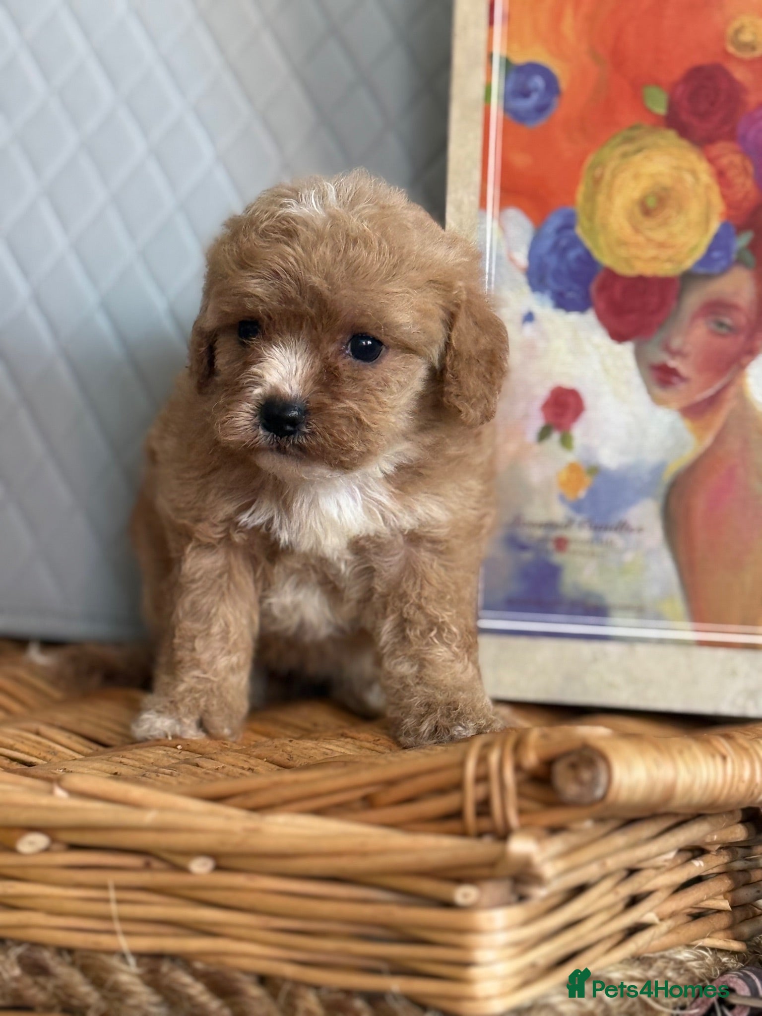 Cavapoo dogs 🧡💚 first generation cavapoo💚🧡 - Advert 7