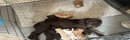 Sprocker dogs for sale: Lovely sprocker puppies  - Advert 16