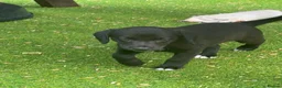 Mixed Breed dogs for sale: Beautiful F1 Bedlington Whippet  in Bradford - Advert 18