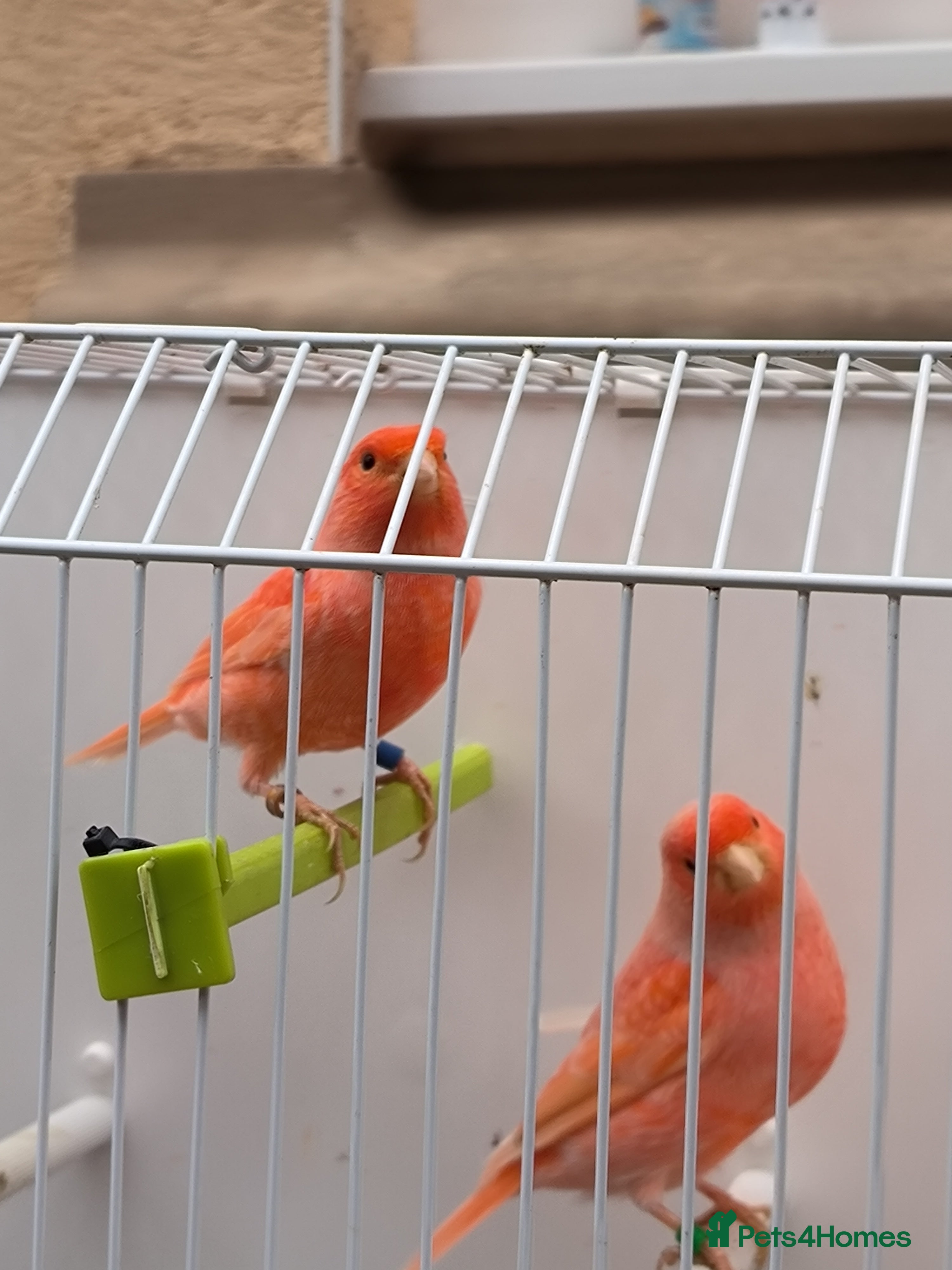 Canaries birds Beautiful red factor canaries  - Advert 6