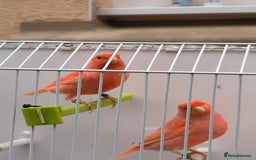 Canaries birds for sale: Beautiful red factor canaries  - Image 7