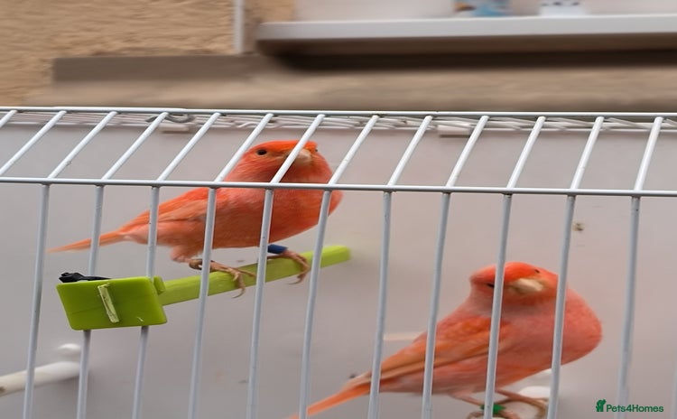 Canaries birds - Advert 2