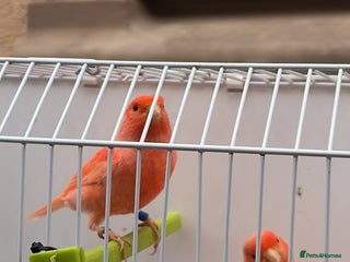 Canaries birds - Advert 1