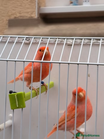 Canaries birds - Advert 5