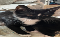 Mixed Breed cats for sale: 6 months old kitten  - Advert 4